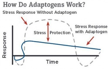 adaptogens work